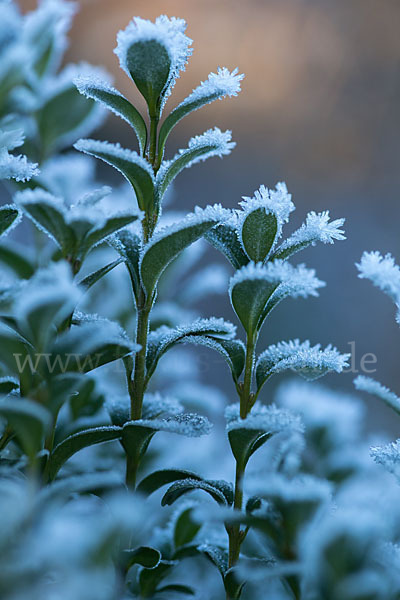 Buchsbaum (Buxus sempervirens)