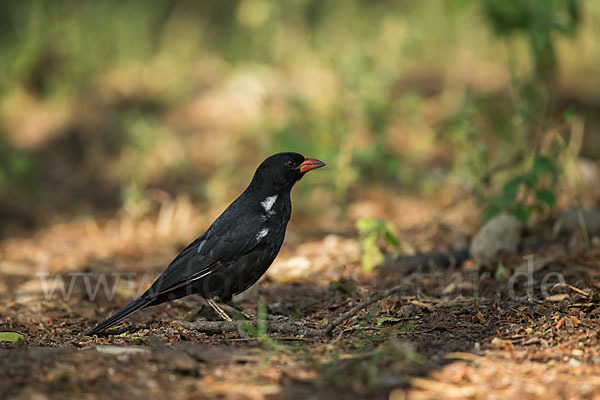 Büffelweber (Bubalornis niger)