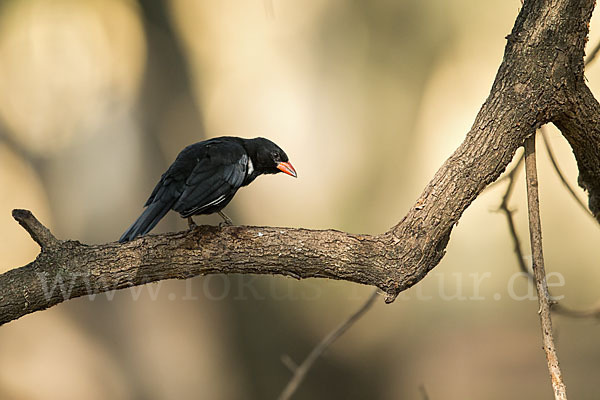 Büffelweber (Bubalornis niger)