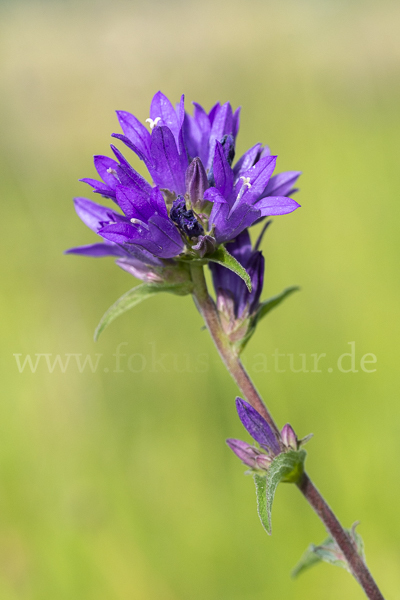 Büschel-Glockenblume (Campanula glomerata)