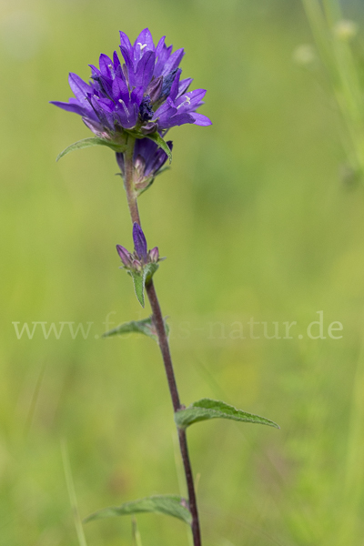 Büschel-Glockenblume (Campanula glomerata)