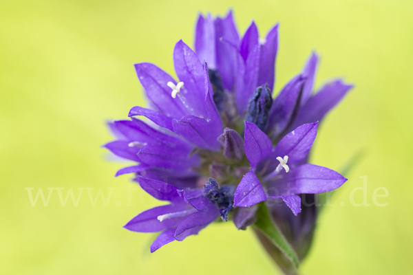 Büschel-Glockenblume (Campanula glomerata)