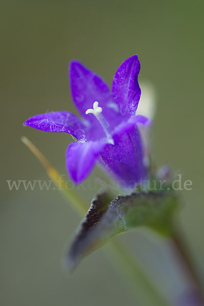 Büschel-Glockenblume (Campanula glomerata)