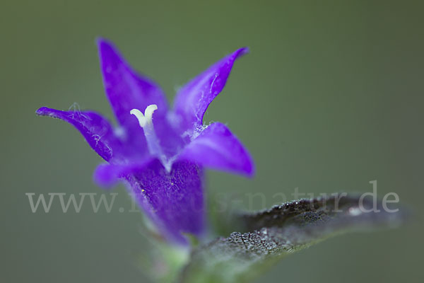 Büschel-Glockenblume (Campanula glomerata)