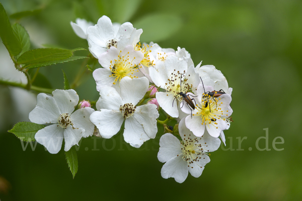 Büschel-Rose (Rosa multiflora)