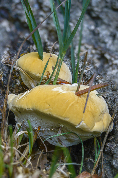 Buglossoporus quercinus (Eichen-Zungenporling)