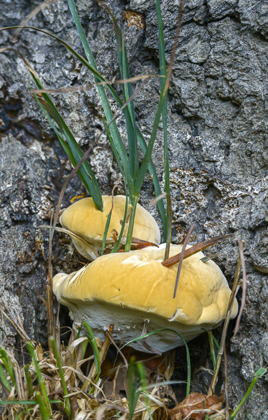 Buglossoporus quercinus (Eichen-Zungenporling)