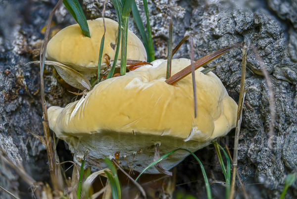 Buglossoporus quercinus (Eichen-Zungenporling)