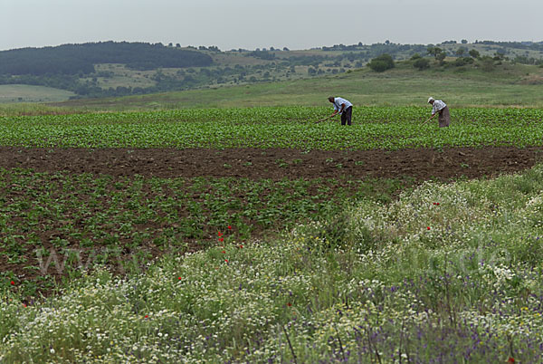 Bulgarien (Bulgaria)