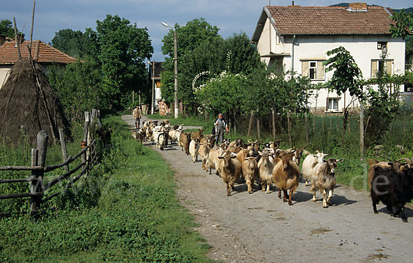 Bulgarien (Bulgaria)