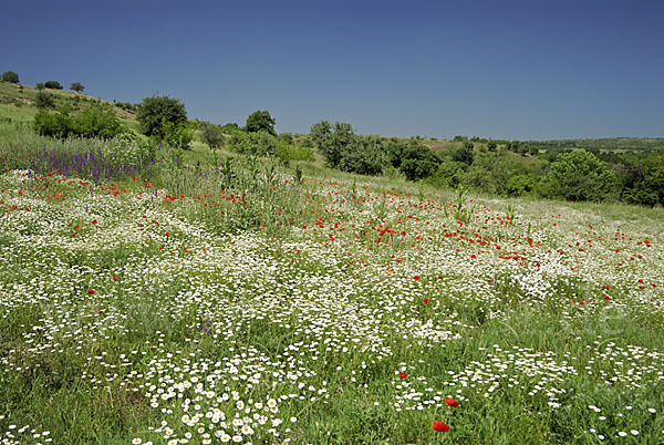 Bulgarien (Bulgaria)