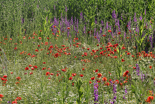 Bulgarien (Bulgaria)