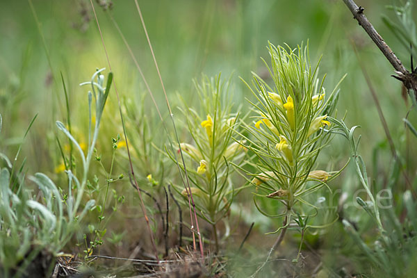 Bungea trifida (Bungea trifida)