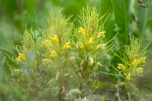 Bungea trifida (Bungea trifida)