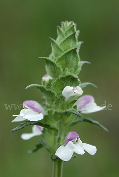 Bunte Bellardie (Bellardia trixago)