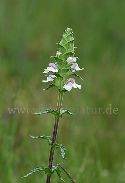 Bunte Bellardie (Bellardia trixago)