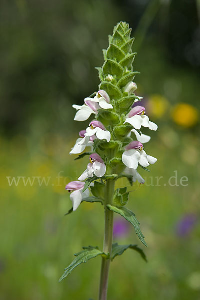 Bunte Bellardie (Bellardia trixago)