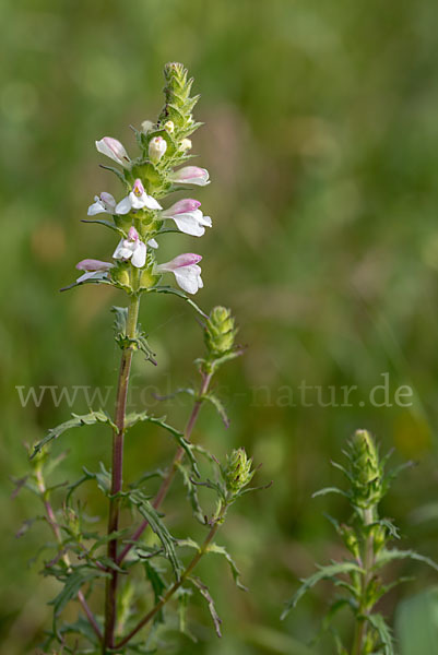 Bunte Bellardie (Bellardia trixago)