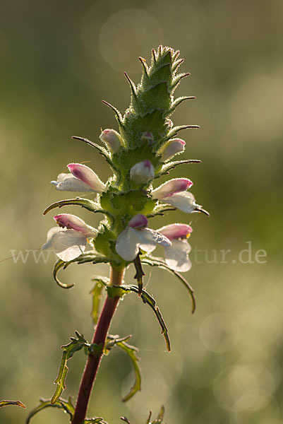 Bunte Bellardie (Bellardia trixago)