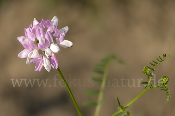 Bunte Kronwicke (Securigera varia)