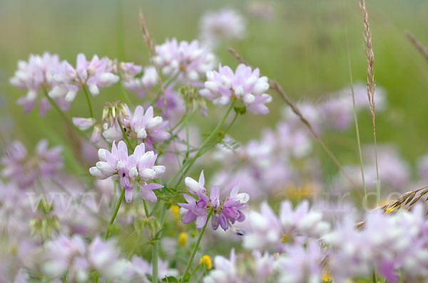 Bunte Kronwicke (Securigera varia)