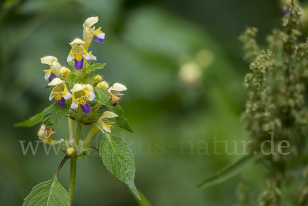 Bunter Hohlzahn (Galeopsis speciosa)