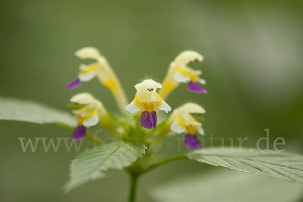 Bunter Hohlzahn (Galeopsis speciosa)