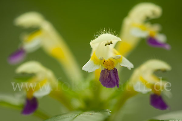 Bunter Hohlzahn (Galeopsis speciosa)