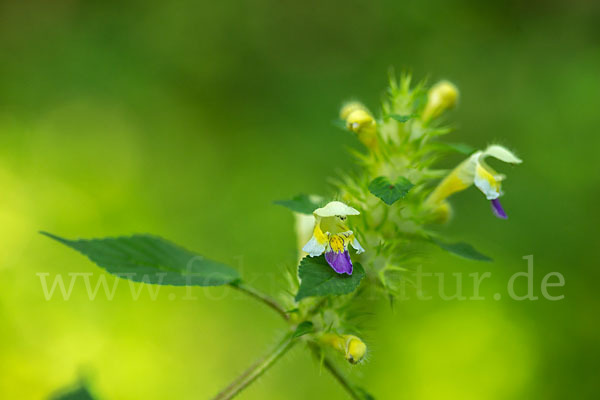 Bunter Hohlzahn (Galeopsis speciosa)