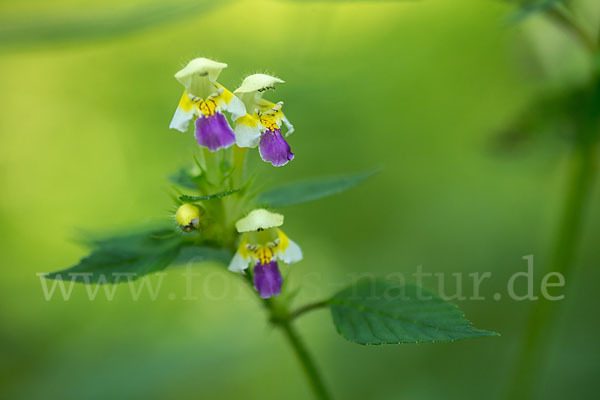 Bunter Hohlzahn (Galeopsis speciosa)