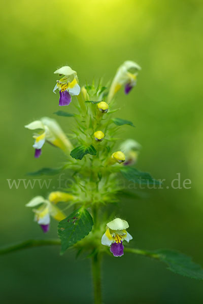 Bunter Hohlzahn (Galeopsis speciosa)