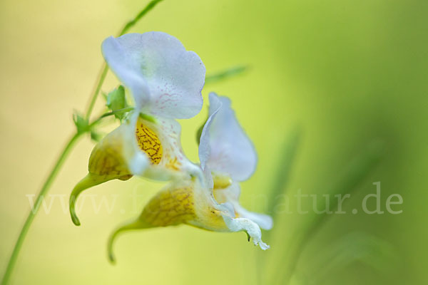 Buntes Springkraut (Impatiens edgeworthii)