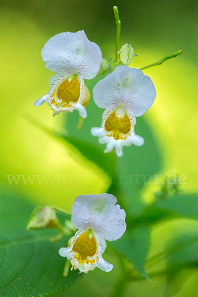 Buntes Springkraut (Impatiens edgeworthii)