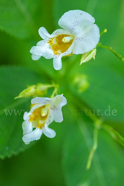 Buntes Springkraut (Impatiens edgeworthii)