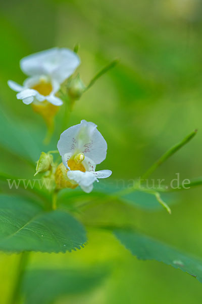 Buntes Springkraut (Impatiens edgeworthii)