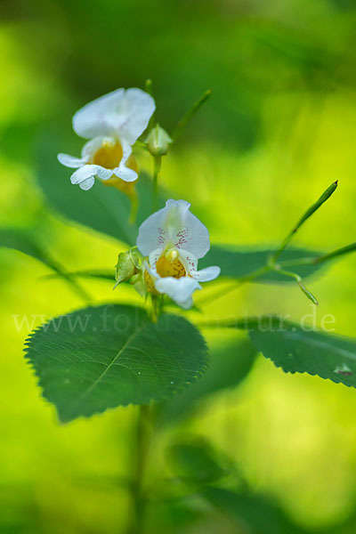 Buntes Springkraut (Impatiens edgeworthii)