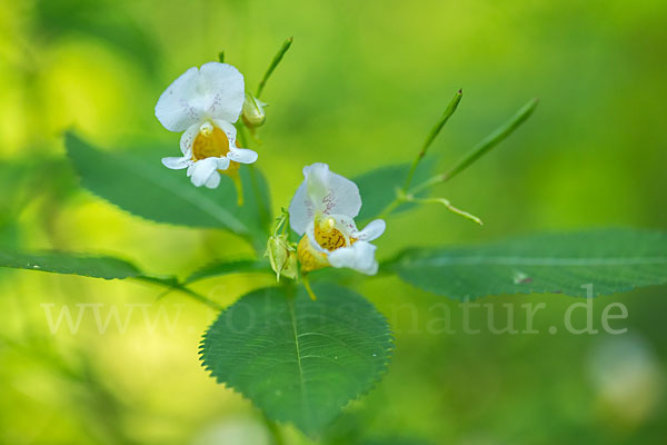 Buntes Springkraut (Impatiens edgeworthii)