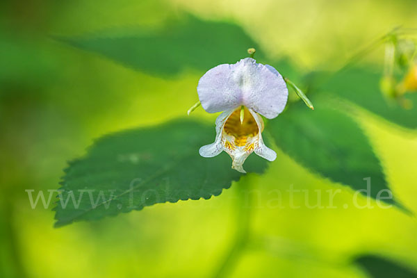 Buntes Springkraut (Impatiens edgeworthii)