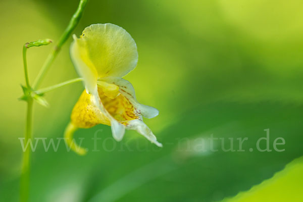 Buntes Springkraut (Impatiens edgeworthii)