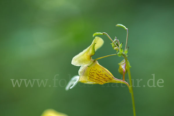 Buntes Springkraut (Impatiens edgeworthii)