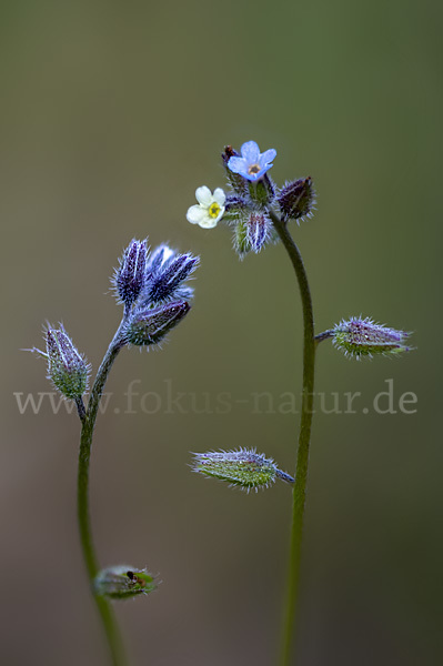 Buntes Vergißmeinnicht (Myosotis discolor)