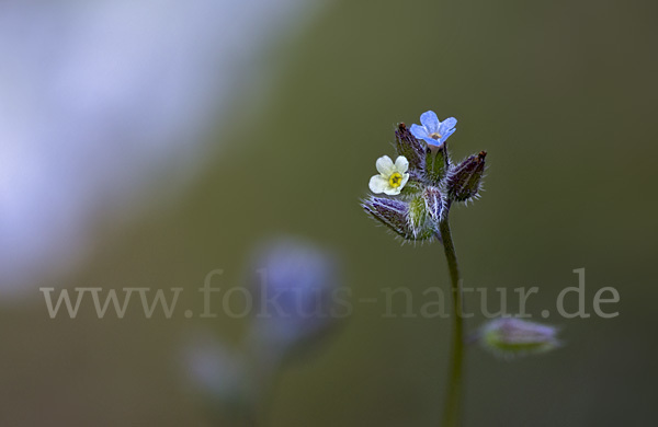 Buntes Vergißmeinnicht (Myosotis discolor)