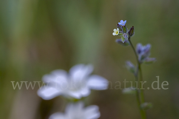 Buntes Vergißmeinnicht (Myosotis discolor)
