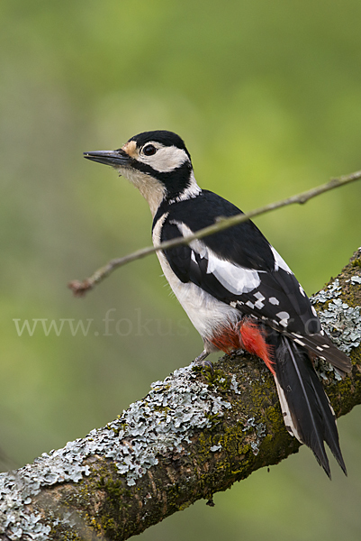 Buntspecht (Dendrocopos major)