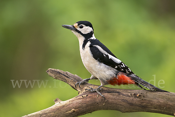 Buntspecht (Dendrocopos major)