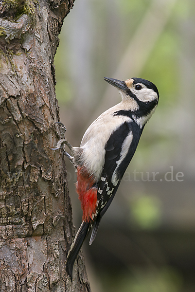 Buntspecht (Dendrocopos major)