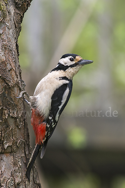 Buntspecht (Dendrocopos major)