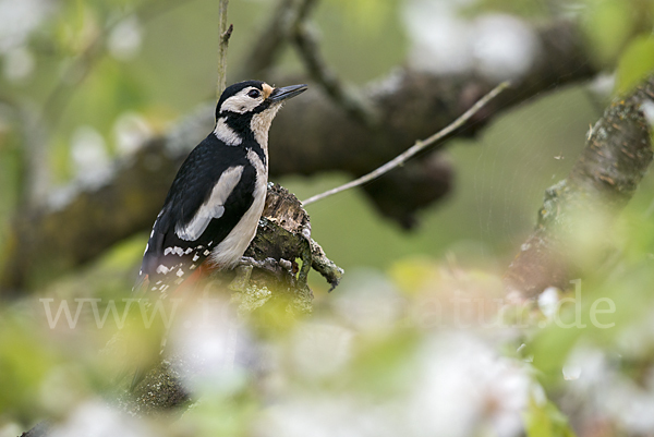 Buntspecht (Dendrocopos major)