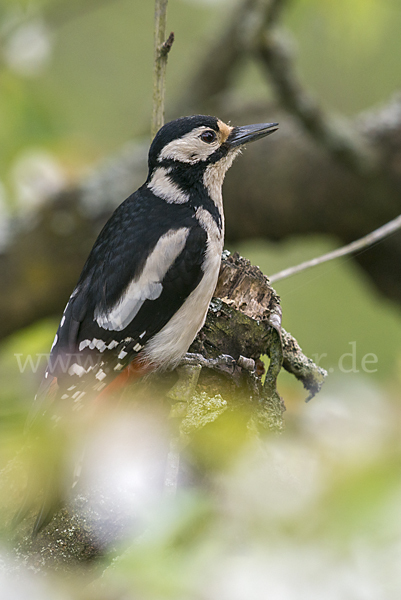 Buntspecht (Dendrocopos major)