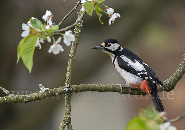 Buntspecht (Dendrocopos major)